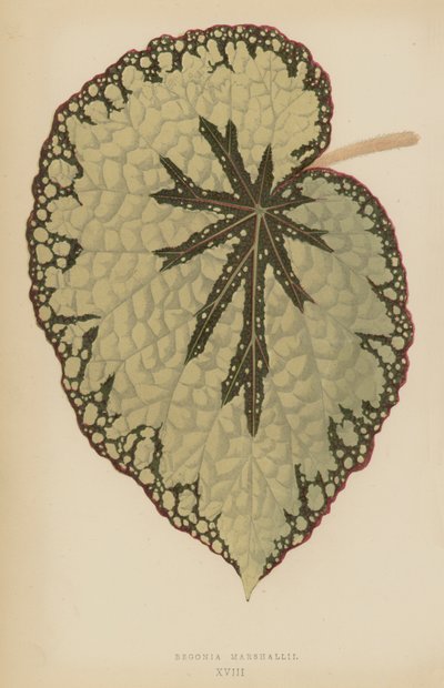 Begonia Marshallii av English School